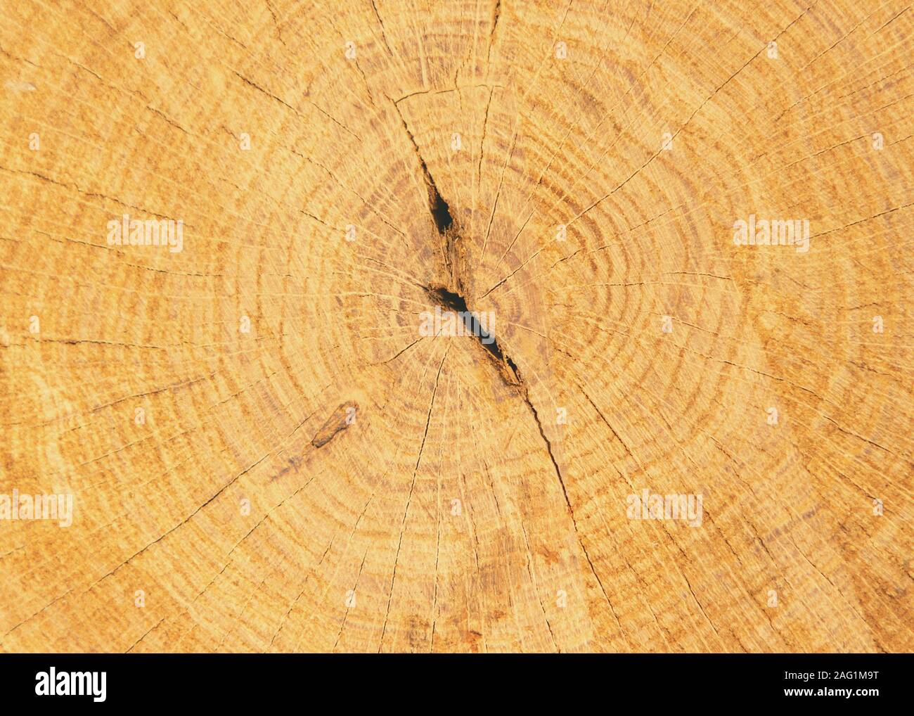 Close up fetta di legname sfondo naturale. Foto Stock