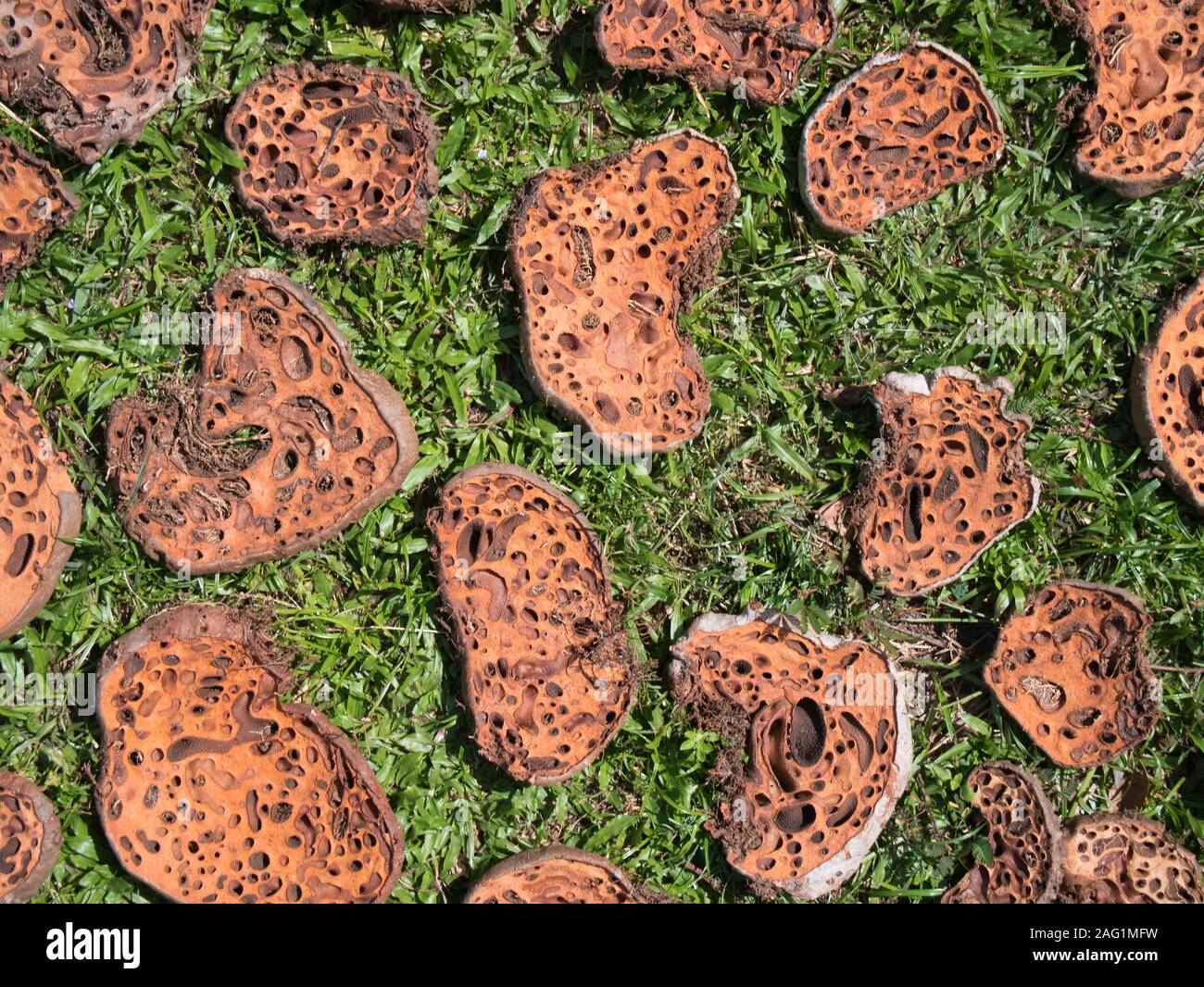 I funghi raccolti dalla foresta dagli abitanti locali, tagliata a fette ed essiccato al sole - preso in un remoto villaggio vicino Tatai, Koh Kong Provincia, Cambogia Foto Stock