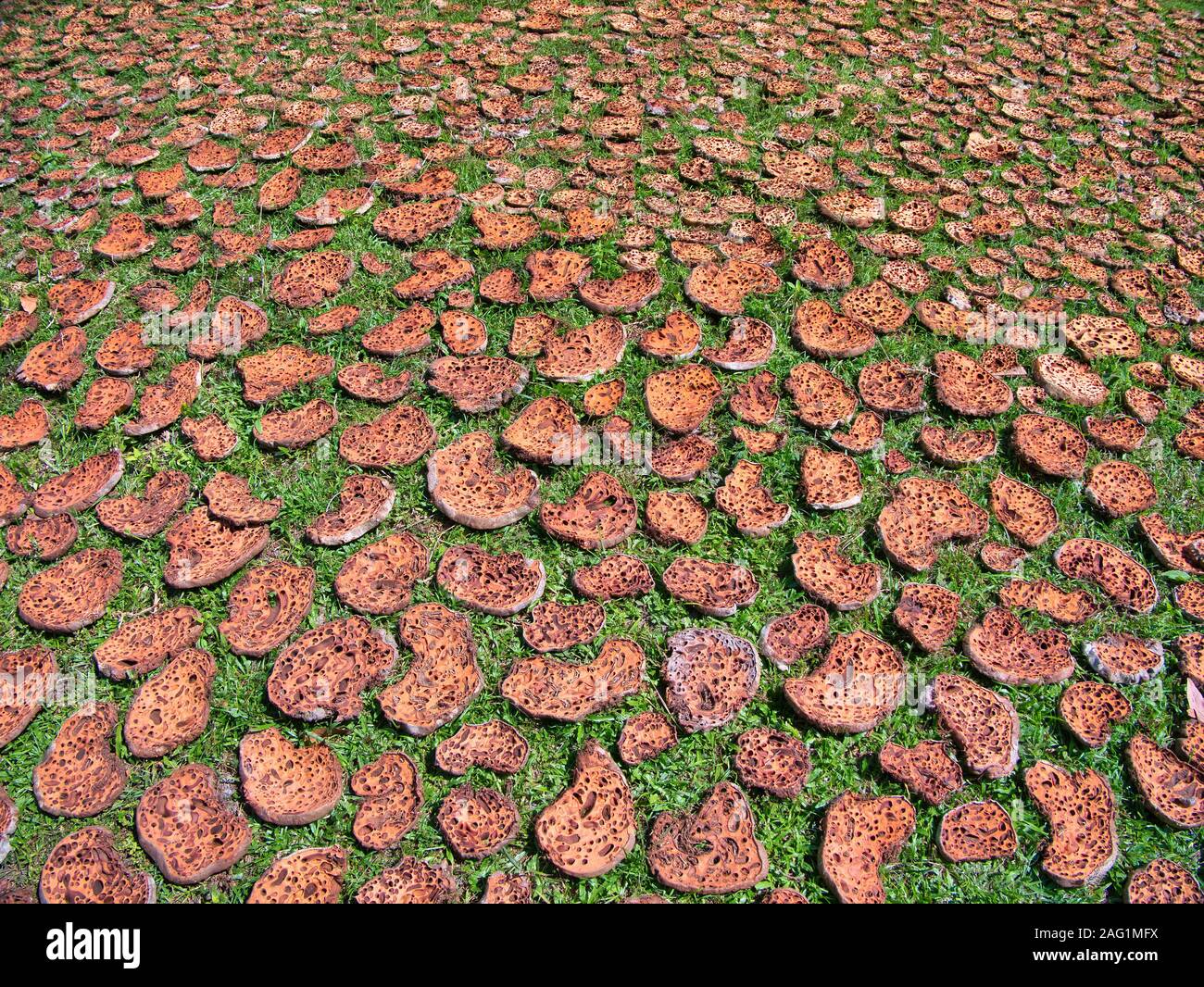 I funghi raccolti dalla foresta dagli abitanti locali, tagliata a fette ed essiccato al sole - preso in un remoto villaggio vicino Tatai, Koh Kong Provincia, Cambogia Foto Stock