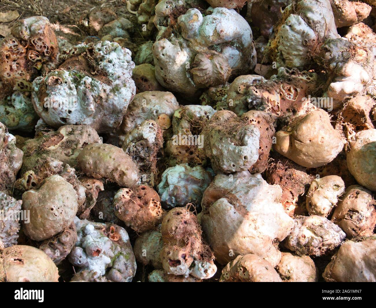 I funghi raccolti dalla foresta dagli abitanti locali, tagliata a fette ed essiccato al sole - preso in un remoto villaggio vicino Tatai, Koh Kong Provincia, Cambogia Foto Stock