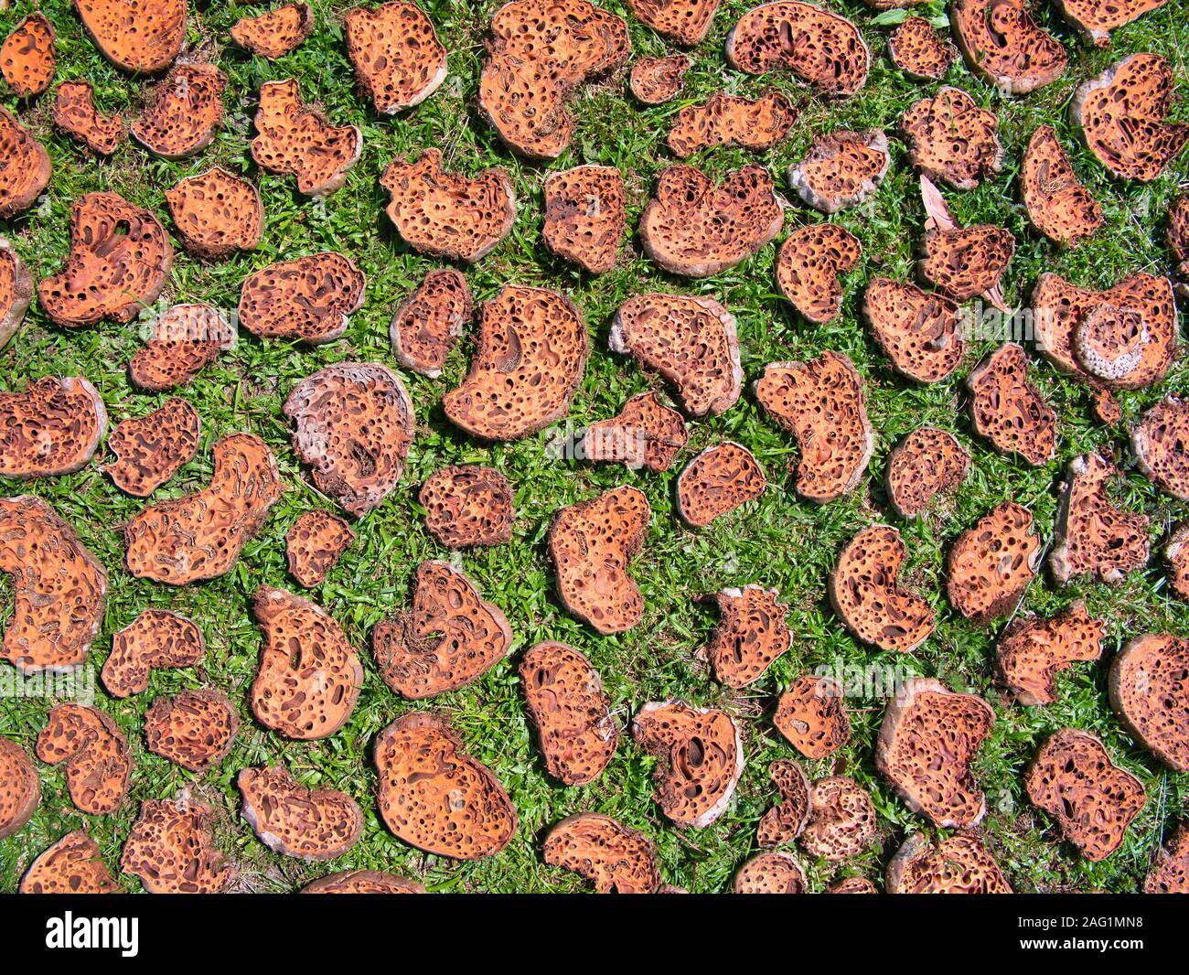 I funghi raccolti dalla foresta dagli abitanti locali, tagliata a fette ed essiccato al sole - preso in un remoto villaggio vicino Tatai, Koh Kong Provincia, Cambogia Foto Stock