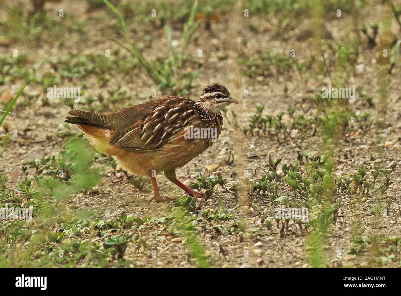 Crested Francolin (Dendroperdix sephaena grantii) adulto camminando sulla terra Queen Elizabeth National Park, Uganda Novembre Foto Stock