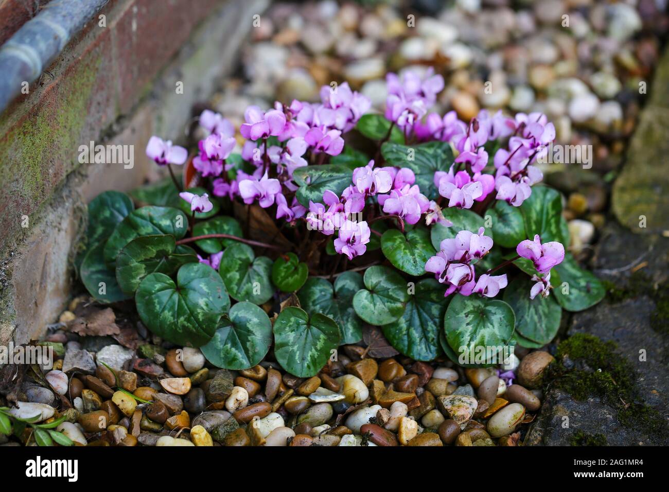 Una rosa/viola Ciclamino pianta, un ardito perenne tuberosa, crescendo in un confine di ghiaia al di fuori, England, Regno Unito Foto Stock