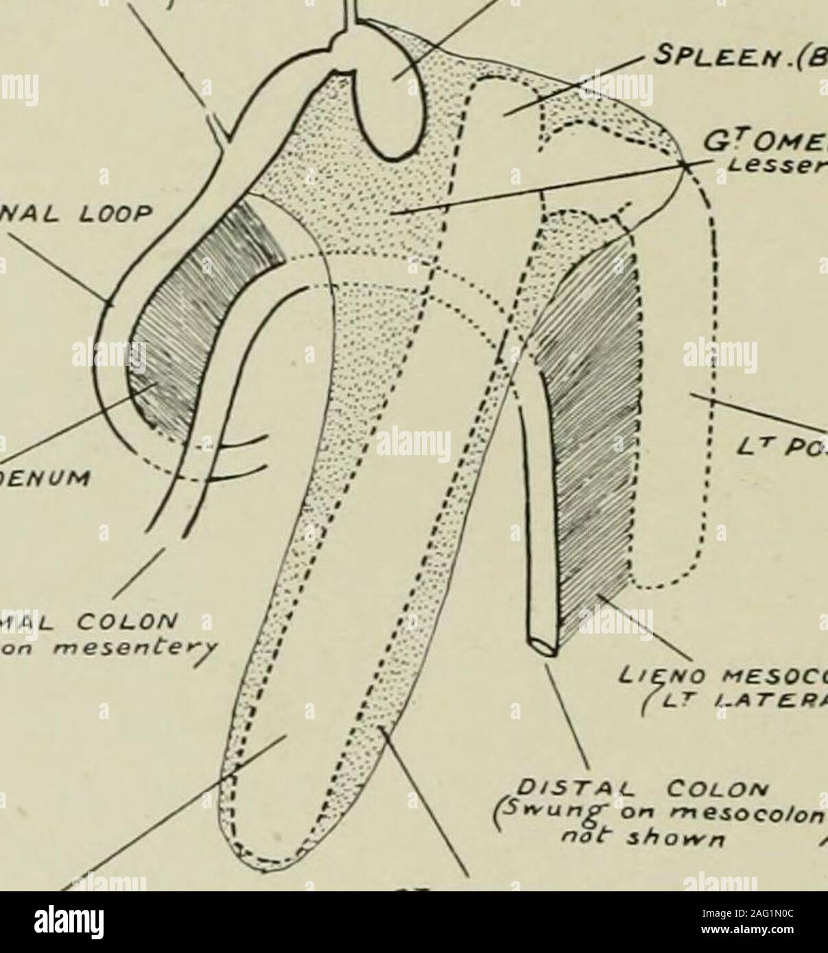 . Ufficiale di anatomia. phagus e nel grande omento (Lesser sac); una grande ventrale destro(anteriore) procedimento giacente liberamente nella cavità addominale e sospese alsoin il grande omento, 12 a 15-5 cm., con larghezza variabile fromVOL. LI. (Terza SER. VOL. XII.)-OCT. 1916. 1 2 Dr W. Colin Mackenzie 2 a 25 cm e spessore 15 cm.; e un breve dorsale sinistro (posteriore)processo da 7 a 9 cm., con una larghezza di 175 a 2 cm. e ofnearly di spessore 1 cm. Questo processo di sinistra è al di fuori della sacca minore in relazione con afold-laterale a sinistra o lieno-mesocolic-collegandolo al mesocolon delcarrello sinistra Foto Stock