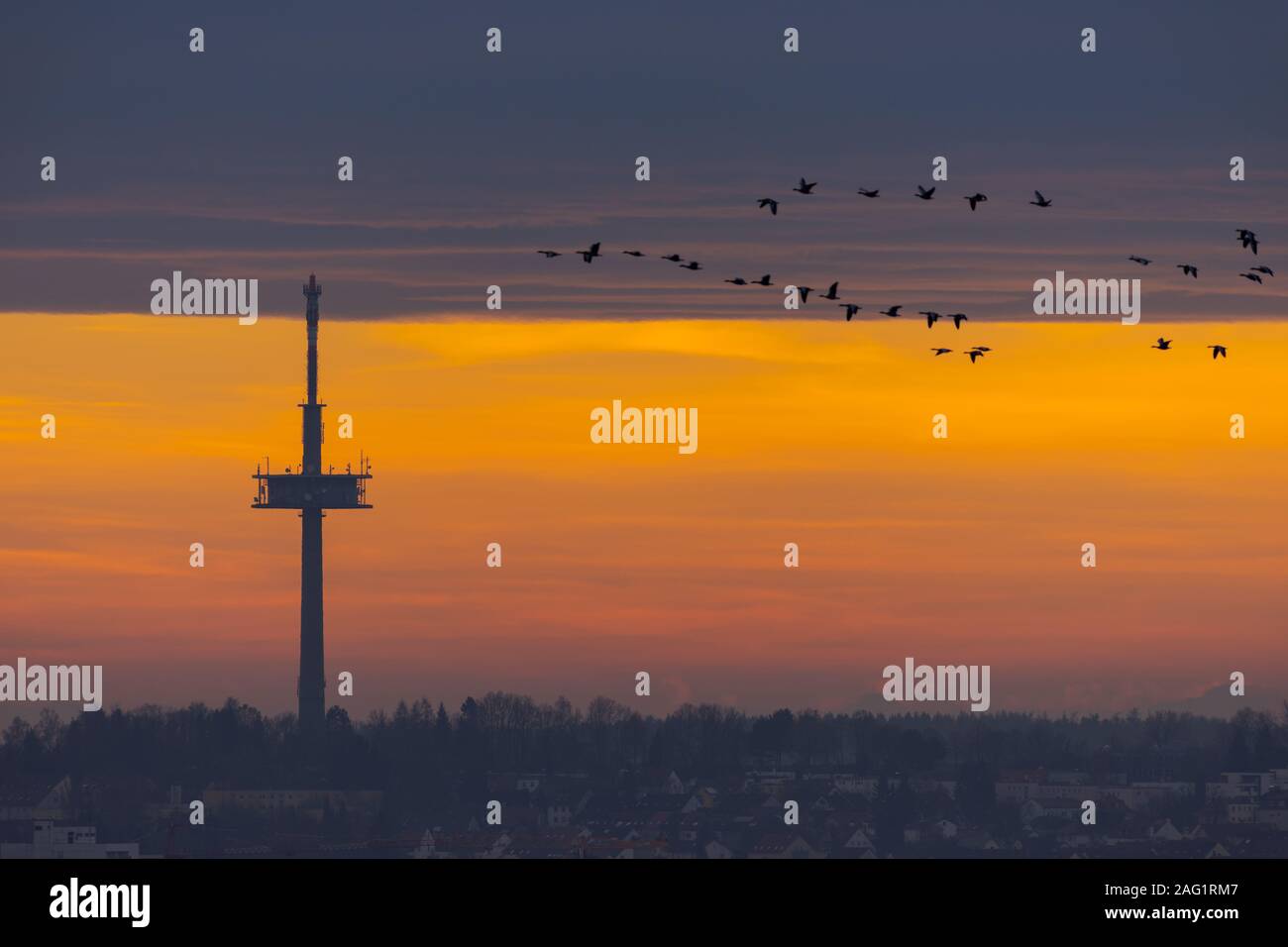 La televisione e la radio broadcast torre sulla collina sopra la città di Regensburg con battenti sciame di uccelli durante l inverno colorato sunrise Foto Stock