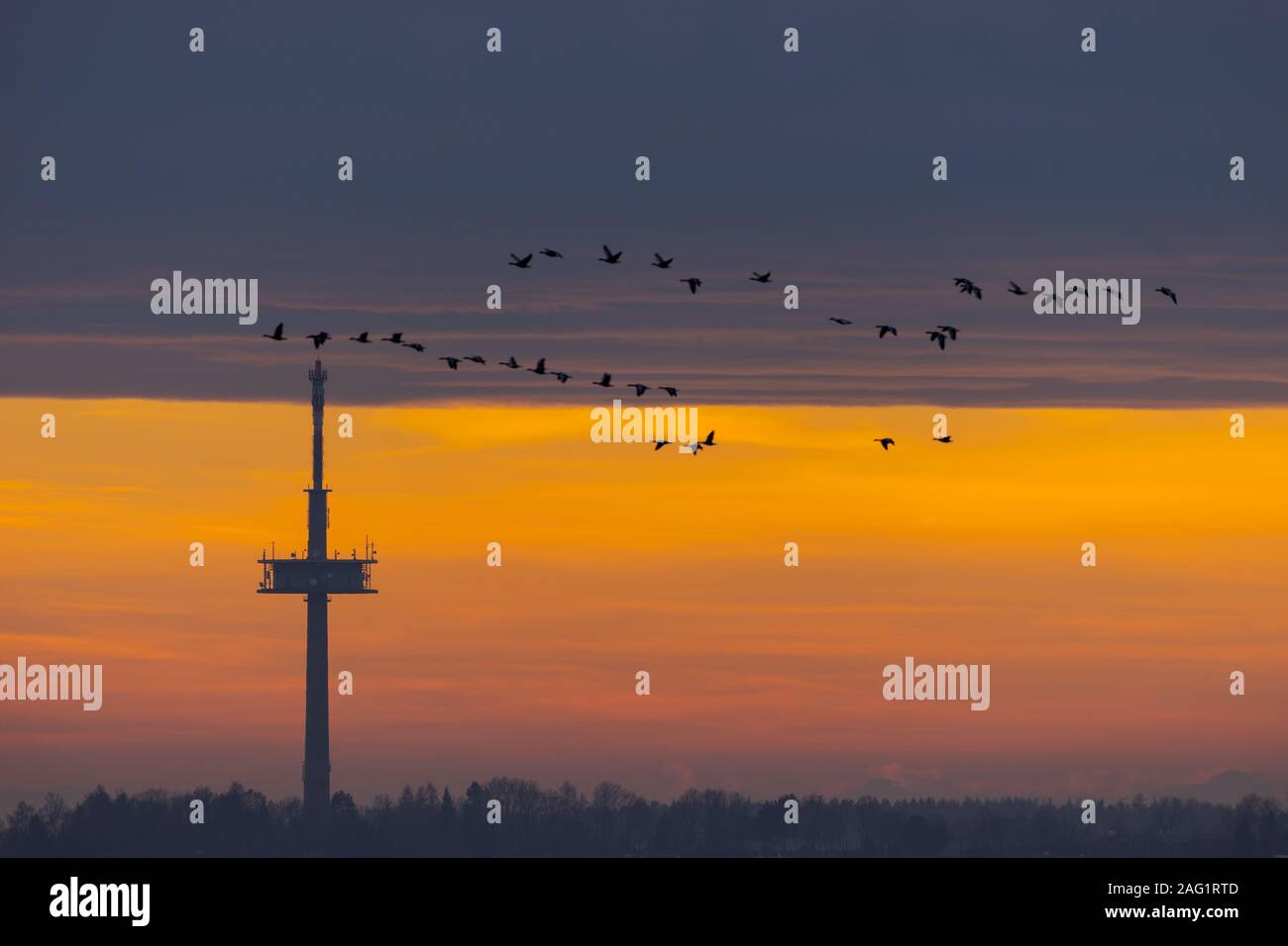 La televisione e la radio broadcast torre sulla collina sopra la città di Regensburg con battenti sciame di uccelli durante l inverno colorato sunrise Foto Stock