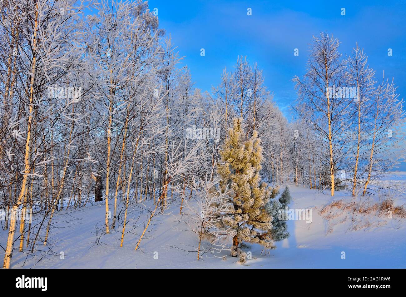 Incantevole paesaggio invernale con verde giovane albero di pino nel bosco di betulle, con neve e brina coperto. Luce dorata del sole di setting e le ombre blu su Foto Stock