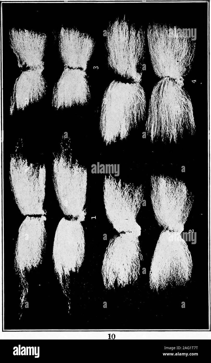 . Studio dei tessuti. la metà di marzo andending la prima metà di maggio. Dieci o undici settimane dopo la piantagione theshrub è pronto a fiorire. Il fiore ha fivepetals, giallo alla base e crescente lighterin colore in corrispondenza dei bordi. Quando il fiore dropsoff, un verde scuro pod è visto che increasesin dimensioni e infine descrive una massa di fibre downywhite in cui sono incorporate le testa di moro o nero semi. Il cotone è scelto come assoon maturati e separato dal seedsby un processo noto come sgranatura. I semi arehulled e il kernel mettere attraverso un hydraulicpress che spreme tutto l'olio dalla i Foto Stock