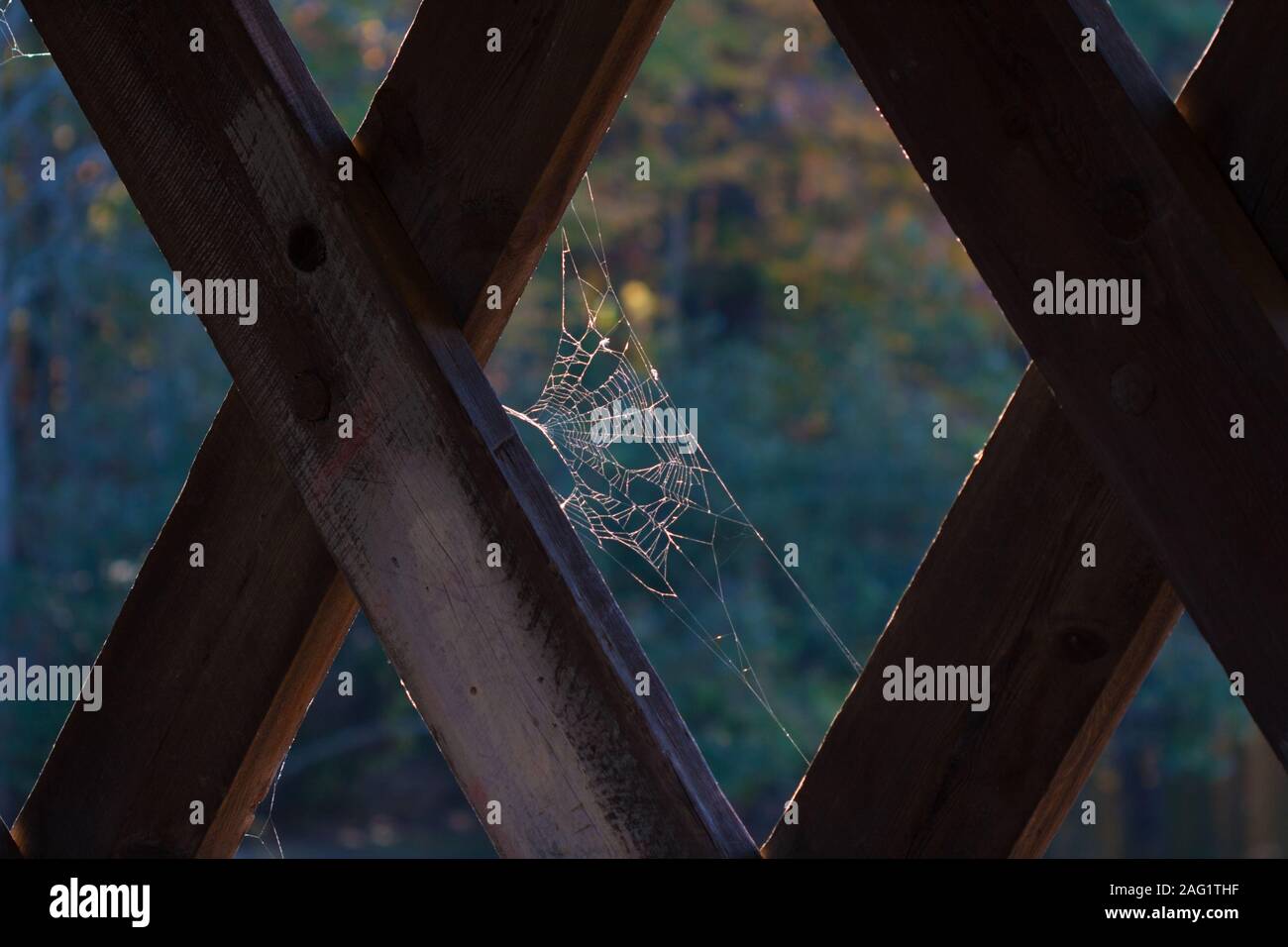 Un primo piano di una ragnatela su un ponte coperto con i colori autunnali in background. Foto Stock