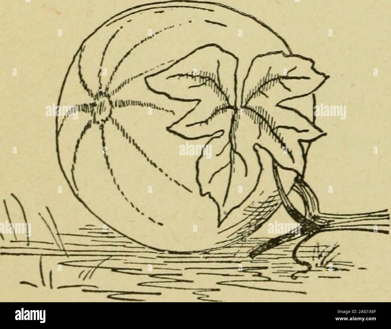 . La modellazione della mappa in geografia : incluso l'uso della sabbia, argilla putty, carta di pasta di gesso di Parigi e altri materiali : anche la modellazione di gesso nel suo adattamento a fini di illustrazione. e insegnante esamina i documenti, liste o libri su cuiè i bambini hanno scritto i nomi dei tipi di terreno. Somechildren hanno aggiunto nuove parole in questo luogo, frutteti, carbone-terre,clay-letti, olio-terre. Questi sono aggiunti alla lavagna elenca,e dare base per studi futuri. Lasciate che questi nomi provengono da thechildren. Alcune di quelle indicate in precedenza sarebbero gli ultimi uomini-ziona dai bambini in altre località. Foto Stock
