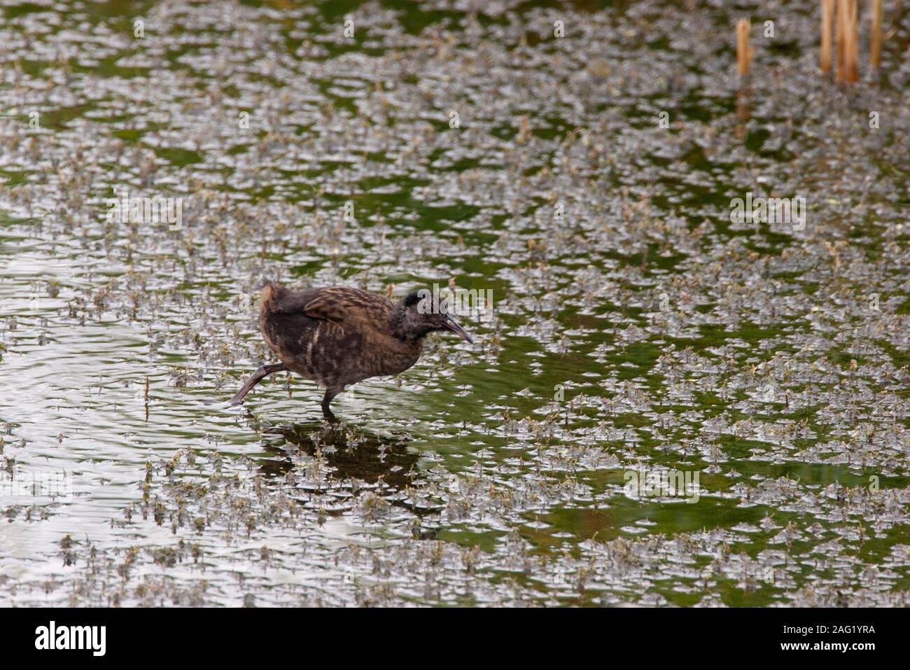 Porciglione, Rallus aquaticus, singolo bambino camminare su stagno poco profondo. Preso agosto, Minsmere, Suffolk, Regno Unito. Foto Stock