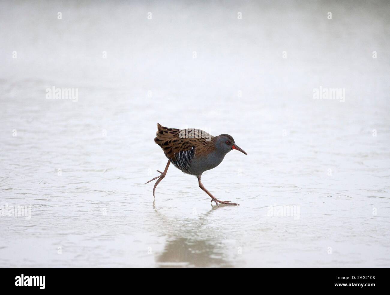 Porciglione, Rallus aquaticus, singolo adulto in esecuzione su ghiaccio. Presa di gennaio. Arundel, West Sussex, Regno Unito. Foto Stock