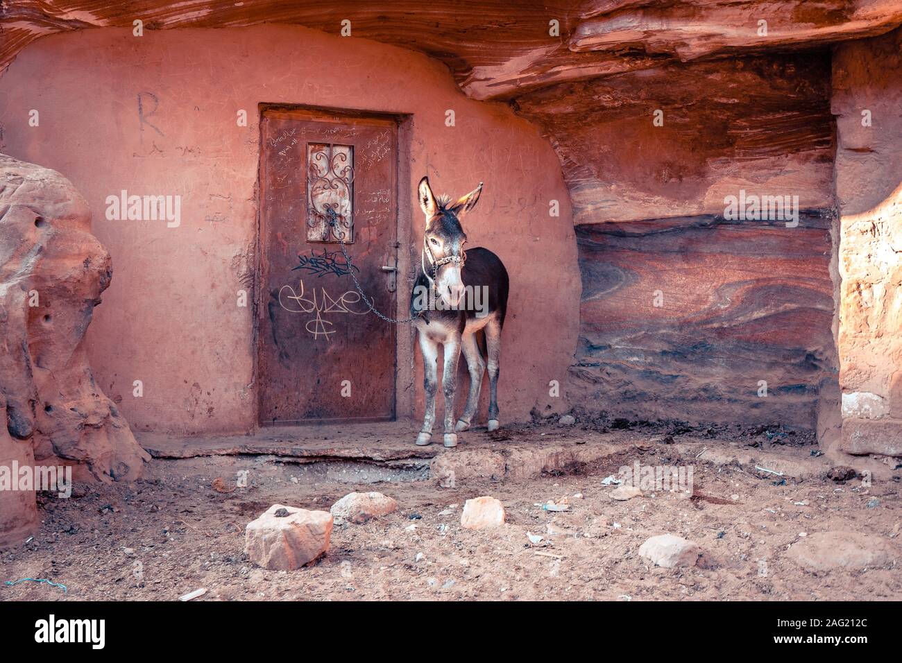Mulo nell'area di riposo in Petra, Giordania Foto Stock