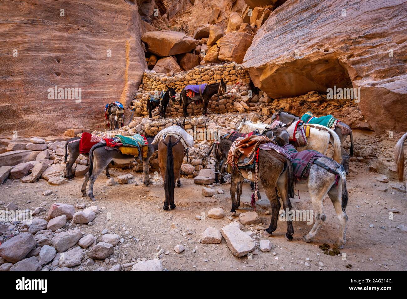 Mulo nell'area di riposo in Petra, Giordania Foto Stock