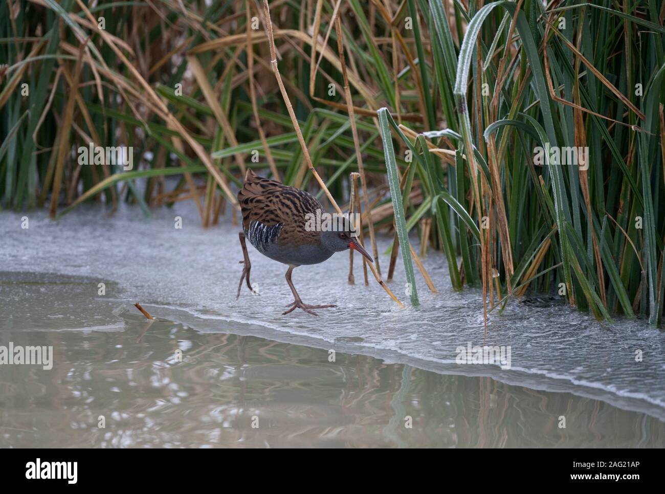 Porciglione, Rallus aquaticus, singolo adulto camminando sul ghiaccio a bordo del laghetto. Presa di gennaio. Arundel, West Sussex, Regno Unito. Foto Stock