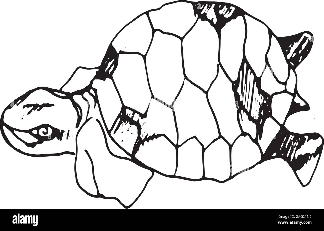 Illustrazione di un saggio di tartaruga. Turtle nello stile del minimalismo. Illustrazione Vettoriale
