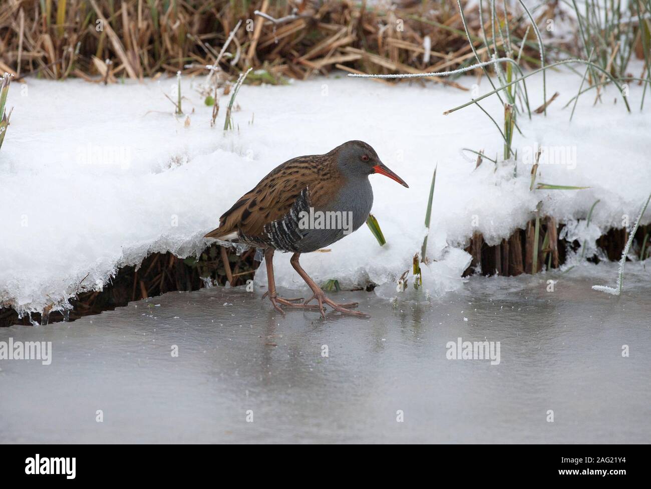 Porciglione, Rallus aquaticus, singolo adulto in piedi sul laghetto congelato. Presa di gennaio. Arundel, West Sussex, Regno Unito. Foto Stock