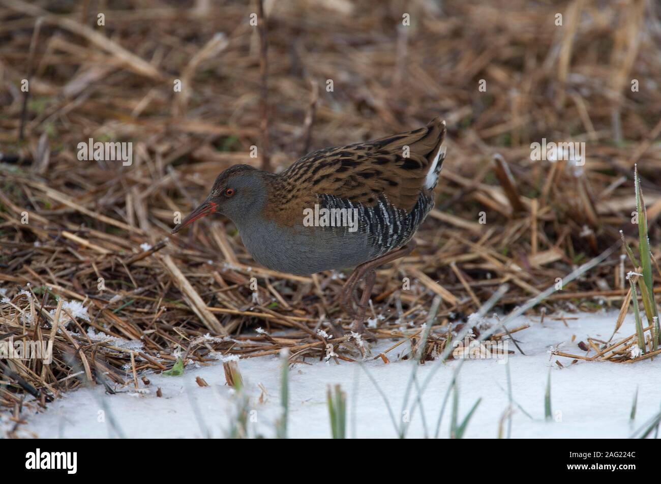 Porciglione, Rallus aquaticus, singolo adulto passeggiate sulla neve. Presa di gennaio. Arundel, West Sussex, Regno Unito. Foto Stock