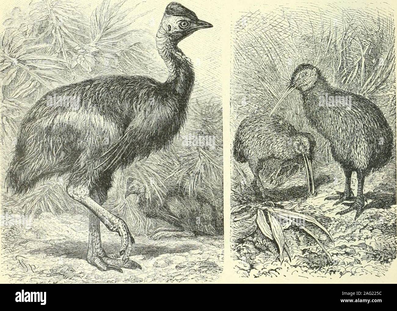 . Brockhaus Konversations-Lexikon. 1. AmerikamsclieT Straufs (REA) ameneana.Länge 1 m. 2. Emu (Dromaeua Novae Hollandiae).Länge 1m. 3 Helmkasuar (Casuaims galeatus)Lange 1,64 m Brockhaus Konversationa-Lexikon. 14. Auti. ho Kivfi (Apteiyx austiaUs)Lange ü67m ©trecffufe (ßarfj - Streii^inftrumeutc 431 bcrtfdjaft" (23b. 1, i&TVL. 1851) murte er isti &odr-yertatä angcflagt, aber t&GT;cm bcn (Scfdiiuorcncn frei;gefprociicii; bccb imirbc bie s^cllenbung bc" SBcrtcJDcrfaotcn. 3(uf;cr einer Meibe üon iHcmancn iinbJ^oncUen iiercffentliditc er: "gricbrid) I. unb bicQuiUolPäi" {2 93., Iu-rl. 1859), "io Foto Stock