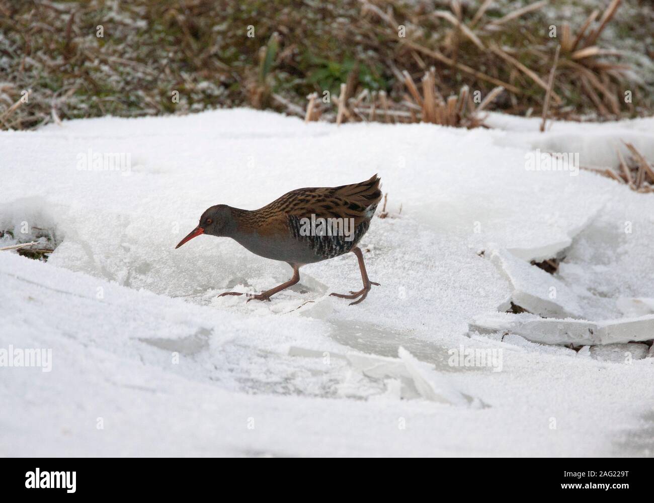 Porciglione, Rallus aquaticus, singolo adulto passeggiate sulla neve. Presa di gennaio. Arundel, West Sussex, Regno Unito. Foto Stock