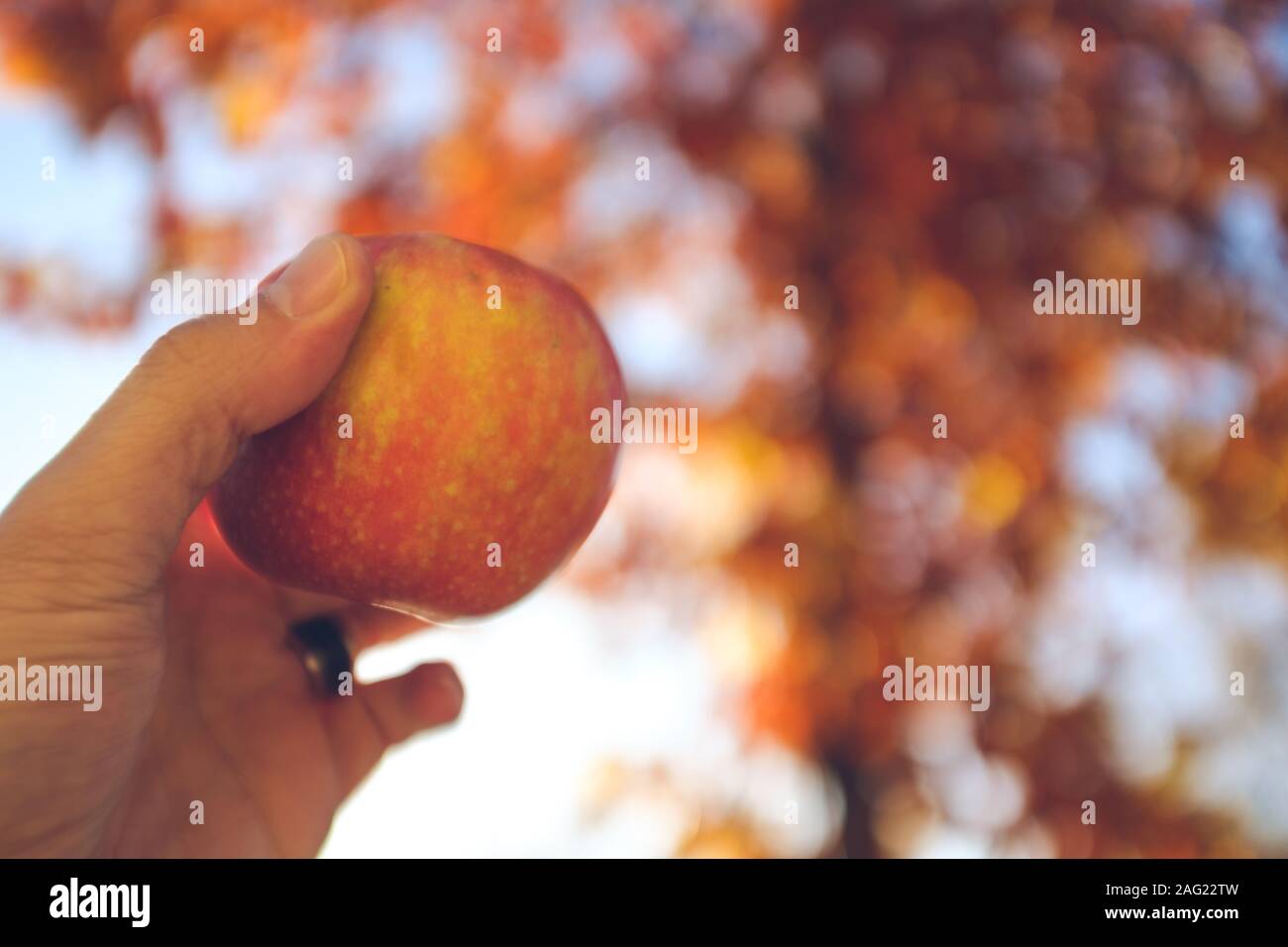 Tenendo una mela rossa con una mano vicino ancora su una sfocata orange autunno sfondo stagionali Foto Stock