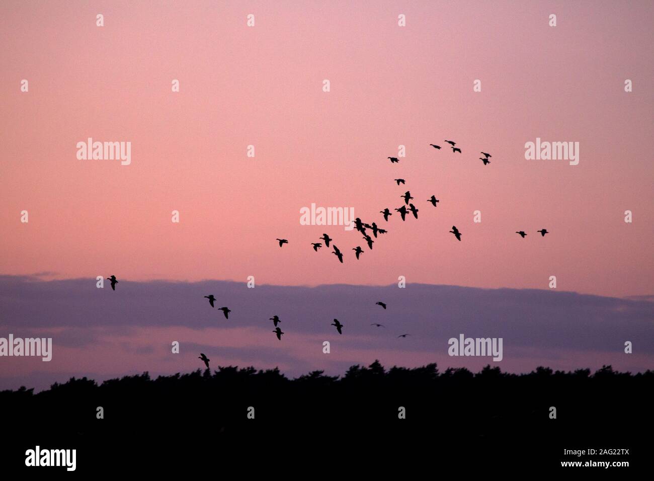 Rosa-footed Oche, Anser brachyrhynchus, gregge battenti contro il cielo d'inverno. Norfolk, Regno Unito. Foto Stock