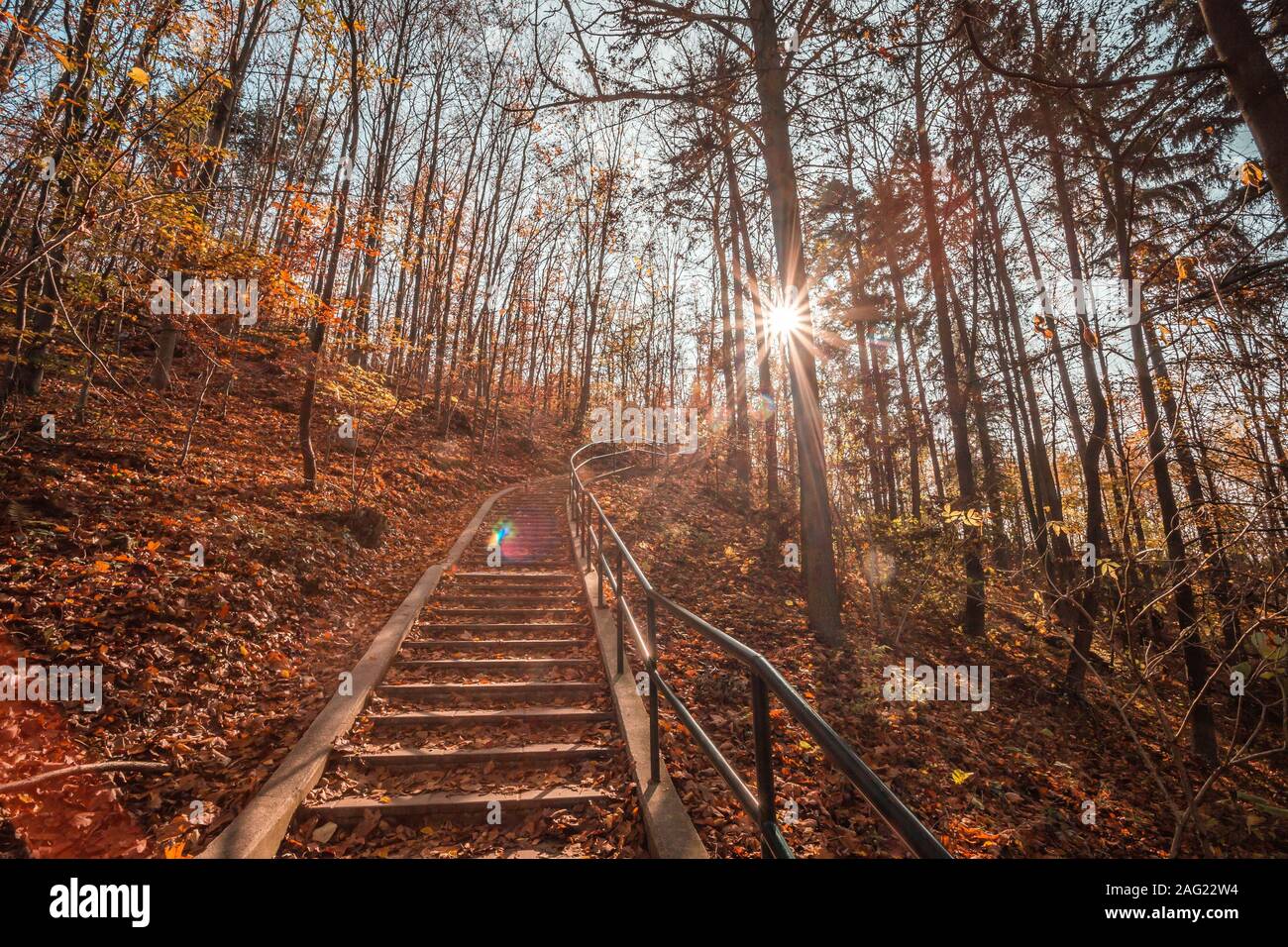 Percorso nel parco naturale con alberi d'autunno. Sunny autunno pittoresco paesaggio forestale con la luce del sole. Caduta di alberi con foglie colorate sullo sfondo. Albero con Foto Stock