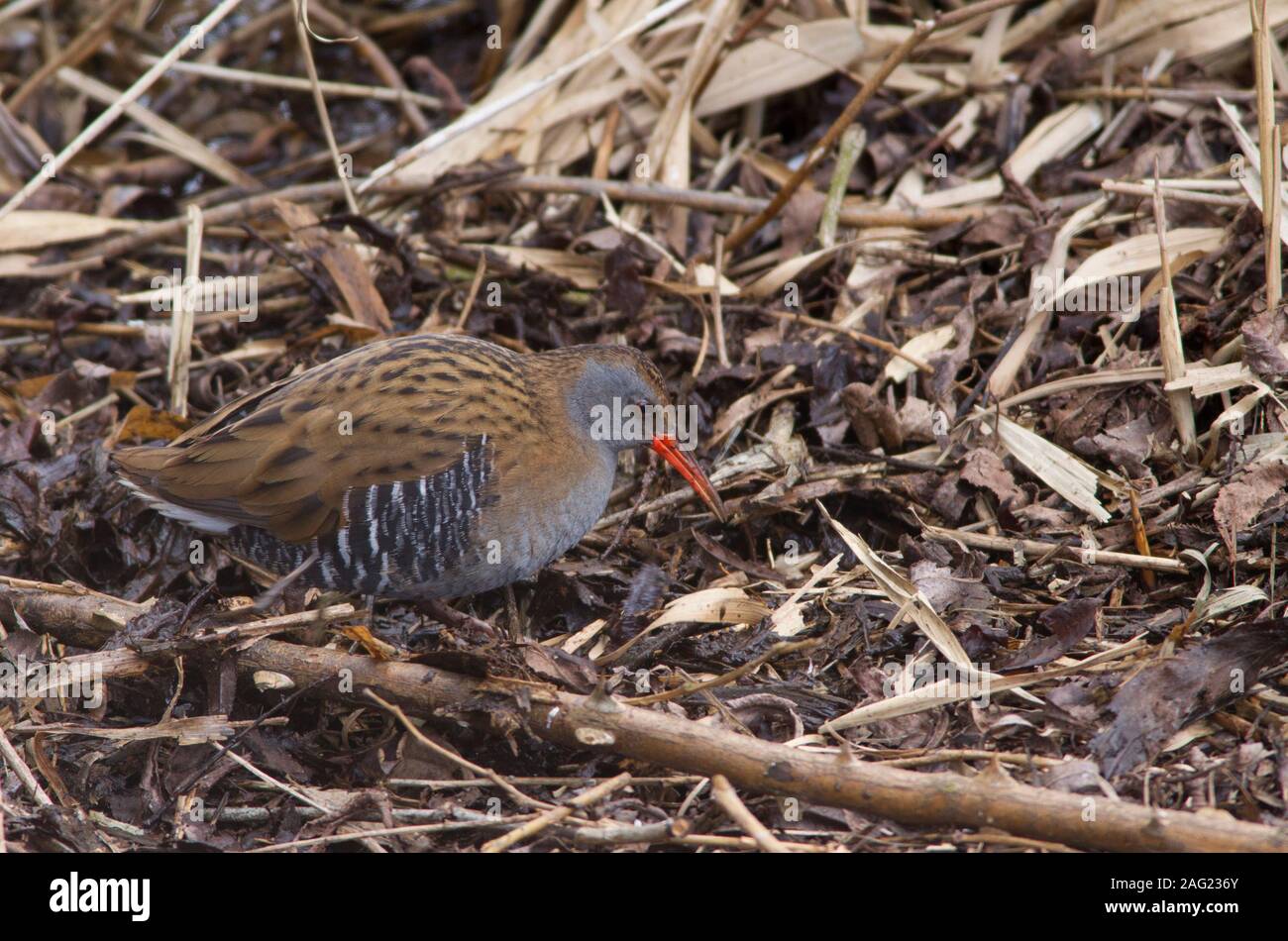 Porciglione, Rallus aquaticus, singolo adulto foraggio per il cibo tra la vegetazione. Lea Valley, Essex, UK. Foto Stock