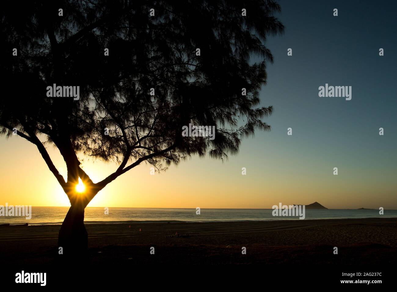 Sunrise attraverso una struttura ad albero Foto Stock