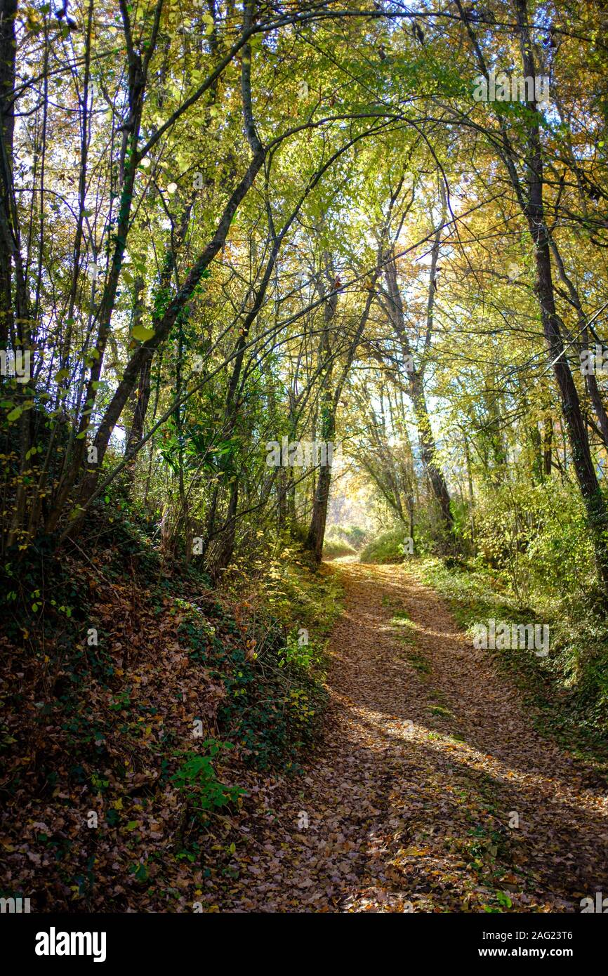 Autunno paesaggio stagionale su un percorso stradale coperto con molte foglie marrone in una foresta verde in una giornata di sole Foto Stock