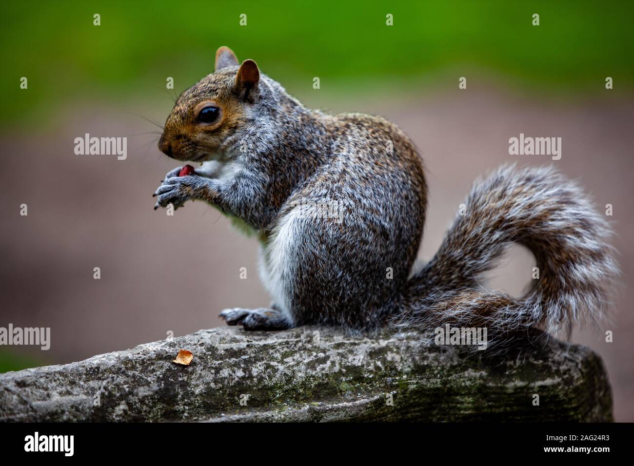 Lo Scoiattolo a York in Inghilterra a mangiare una nocciolina Foto Stock
