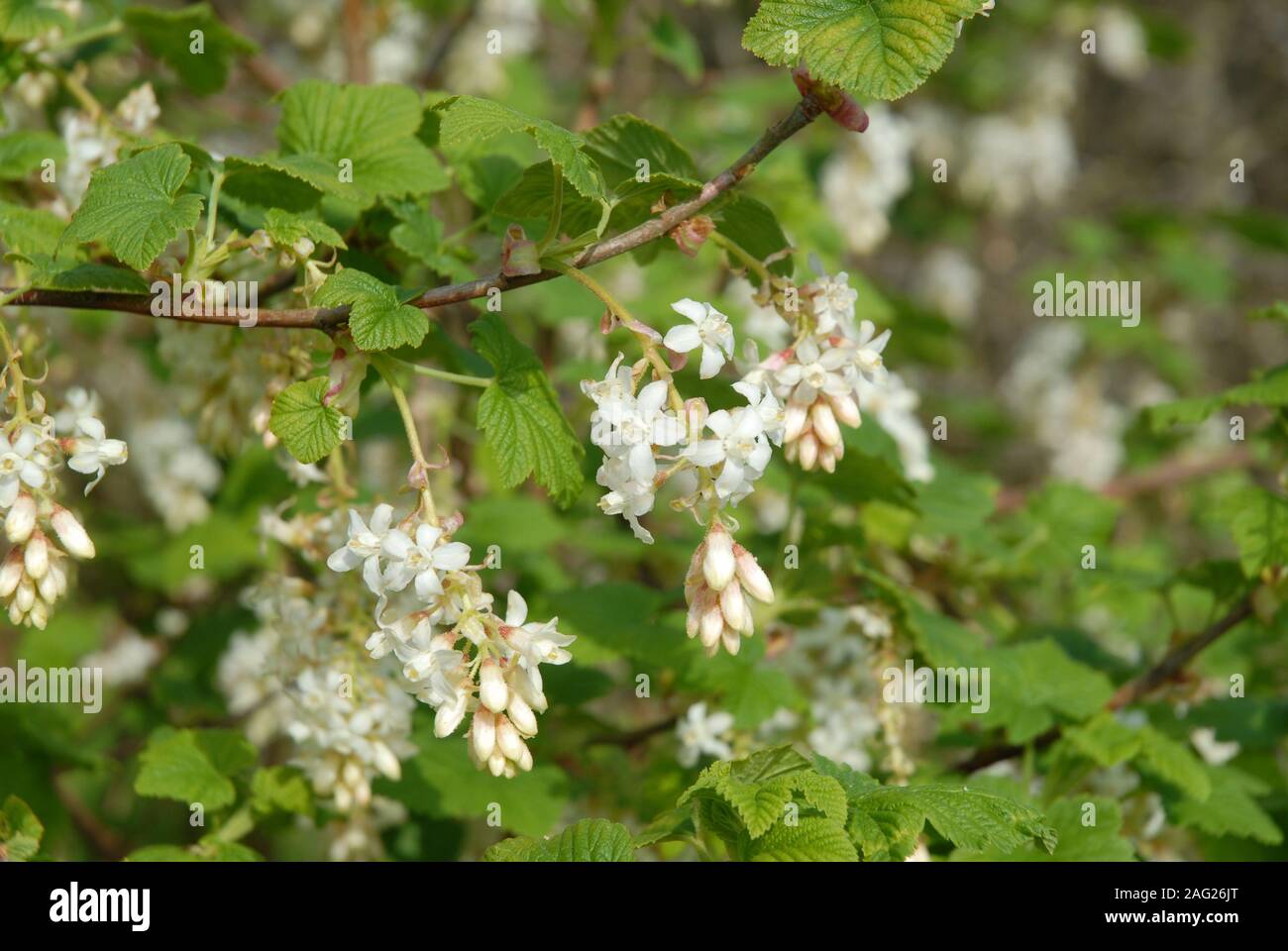 Ribes sanguineum, bianco ghiacciolo, noto anche come la fioritura del ribes. Arbusto nel giardino con racemi di fiori bianchi in primavera Foto Stock