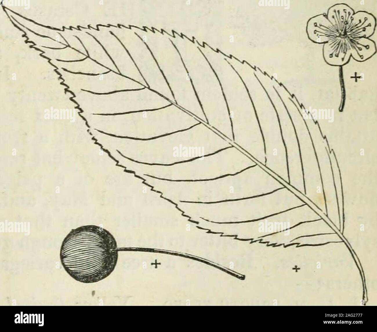 . Www.flickr.com/photos/internetarchivebookimages/tags/book.... maturità in luglio. Esso è descritto da Pursh per essere gradevole al gusto amaro in bocca, andhence denominato strozzatura cherry ; ma questo nome è ordinariamente applicato ad un altro albero. Geografia^ ^C. La ciliegia del nord si trova in un terreno comune da New-foundland per le parti settentrionali delle montagne rocciose, e per quanto riguarda il sud asVirginia. È stato introdotto in Gran Bretagna nel 1822, e cresce a presentin sigg. Loddiges arboretum e altre collezioni europee. Questo albero,come per la carta betulla, è remarkalDle per spuntarono spontan Foto Stock