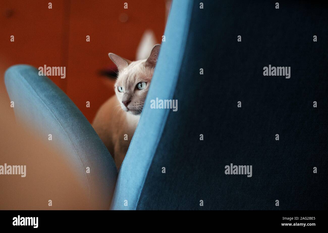 Metà gatto Foto Stock