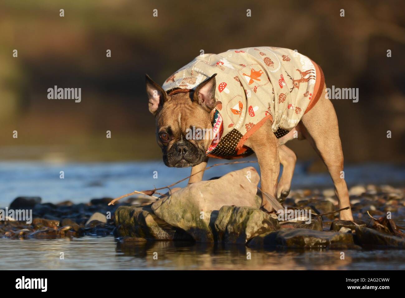 Bulldog francese cane su pietre sulla riva del fiume, indossando una casalinga cappotto caldo con pattern di autunno Foto Stock