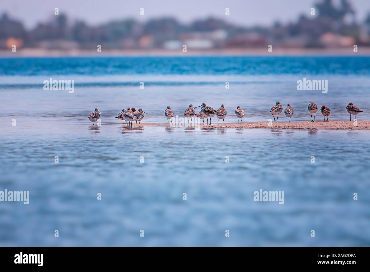 Un gruppo di uccelli stand su di una spiaggia di sabbia in laguna del Saloum, Senegal. Si tratta di una fauna selvatica foto di uccelli acquatici. Si tratta di un santuario degli uccelli in Africa. Foto Stock