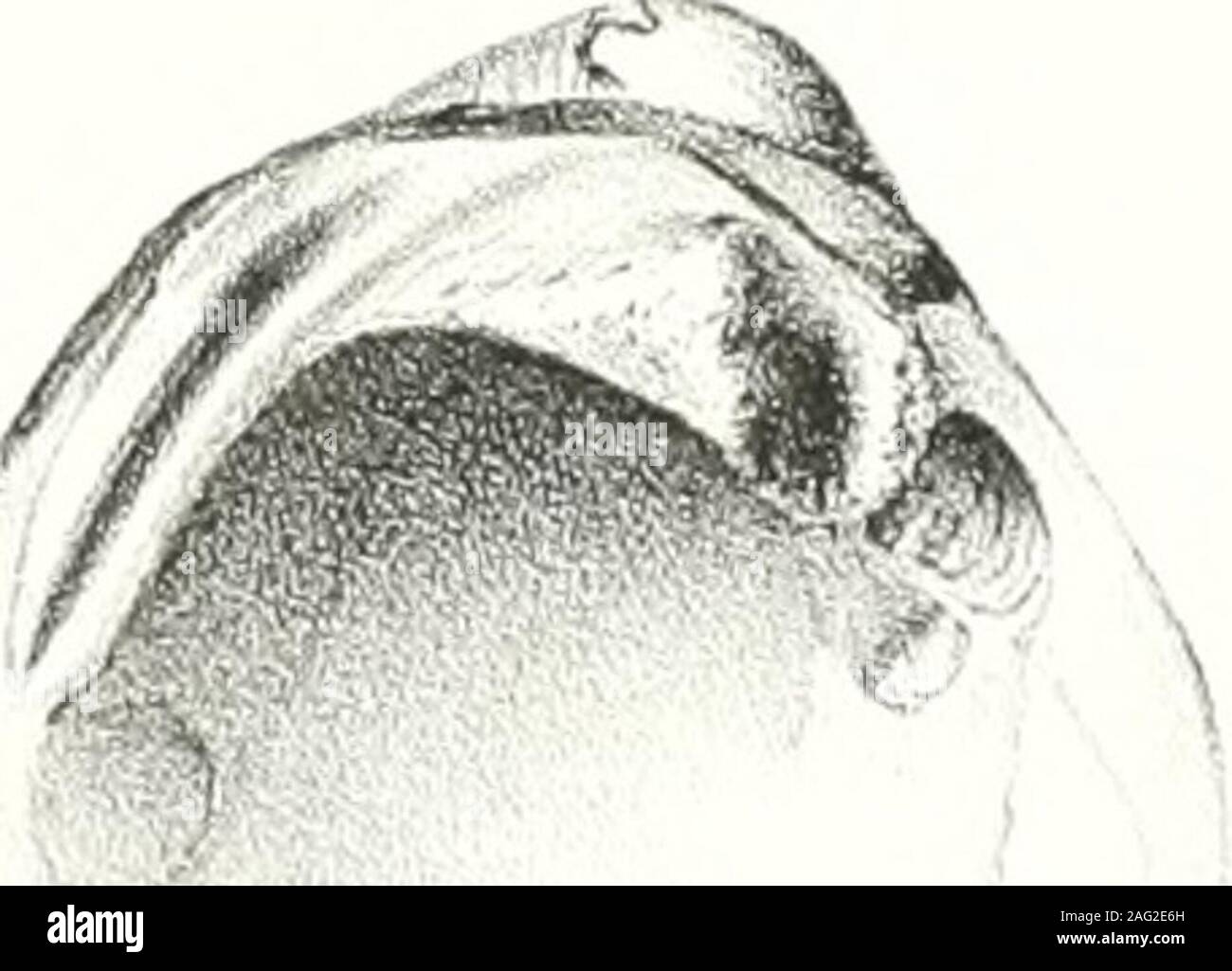 . Transazioni - American Philosophical Society. -C ^^ :&GT;&GT;.. ^?^" M.CLea. del pietra a olio Dy JTTVt^ncn- Sn.rna,irsIjit&GT;i.Tliil* nuovo di acqua fresca e gusci di terra. 313 • Unio Boxjrnianus. La piastra 15, Fig. 28. Testa triangulari, compressd; valvutis ottuso è; nalibus elevatis, incurvis, ad apici undulatis; epider-mide luted, densa radiatu; dentibics cardinalihus suhgrandibus; lateralibus subcurvis; margarita albaet iridescenie. Guscio di forma triangolare, compresso; valvole di spessore; rostri elevati, incurvata ed ondulato in corrispondenza della punta; epidermisyellow, molto irradiata; il Cardinale denti piuttosto grandi; laterale t Foto Stock