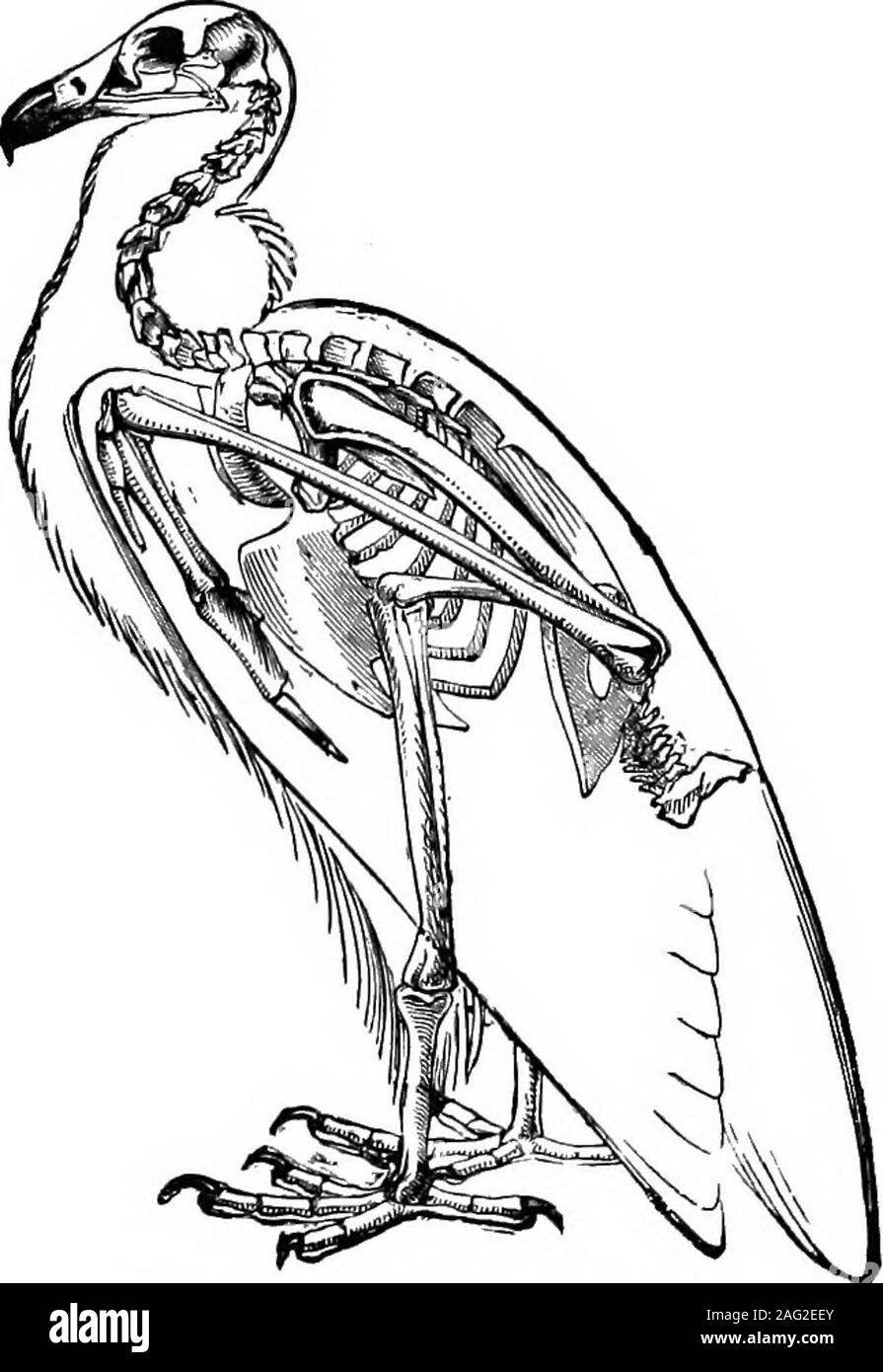 . Storia naturale lezioni oggetto : un manuale per gli insegnanti e-ing solido o riempito withmarrow, sono cave; eper questi motivi, come sup-porte per il powerfulmuscles devono bestrong, e per l'a-tachment di questi mus-cles devono essere grandi;mentre allo stesso timethey non deve essere tooheavy, o del volo ad alte luci verrebbe impossibile. In ilsecondo posto il bonesof ribalta arti aremodified per soddisfare la ri-requisiti di un winginstead di una mano o la gamba.Le ossa del fore-arm sono allungate, theincrease nel cuscinetto di lunghezza rispetto alla potenza di volo,mentre la mano è ridotta a un pezzo unico per la su Foto Stock