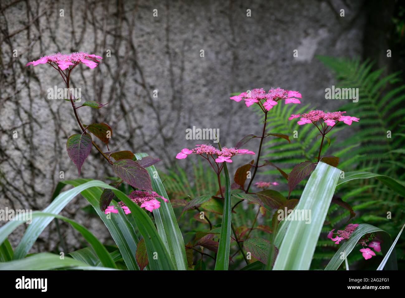 Astelia chathamica lancia d'argento,Hydrangea macrophylla,rosso,rosa,fiori,fiore,foglie,fogliame,giardino,giardino,RM Floral Foto Stock
