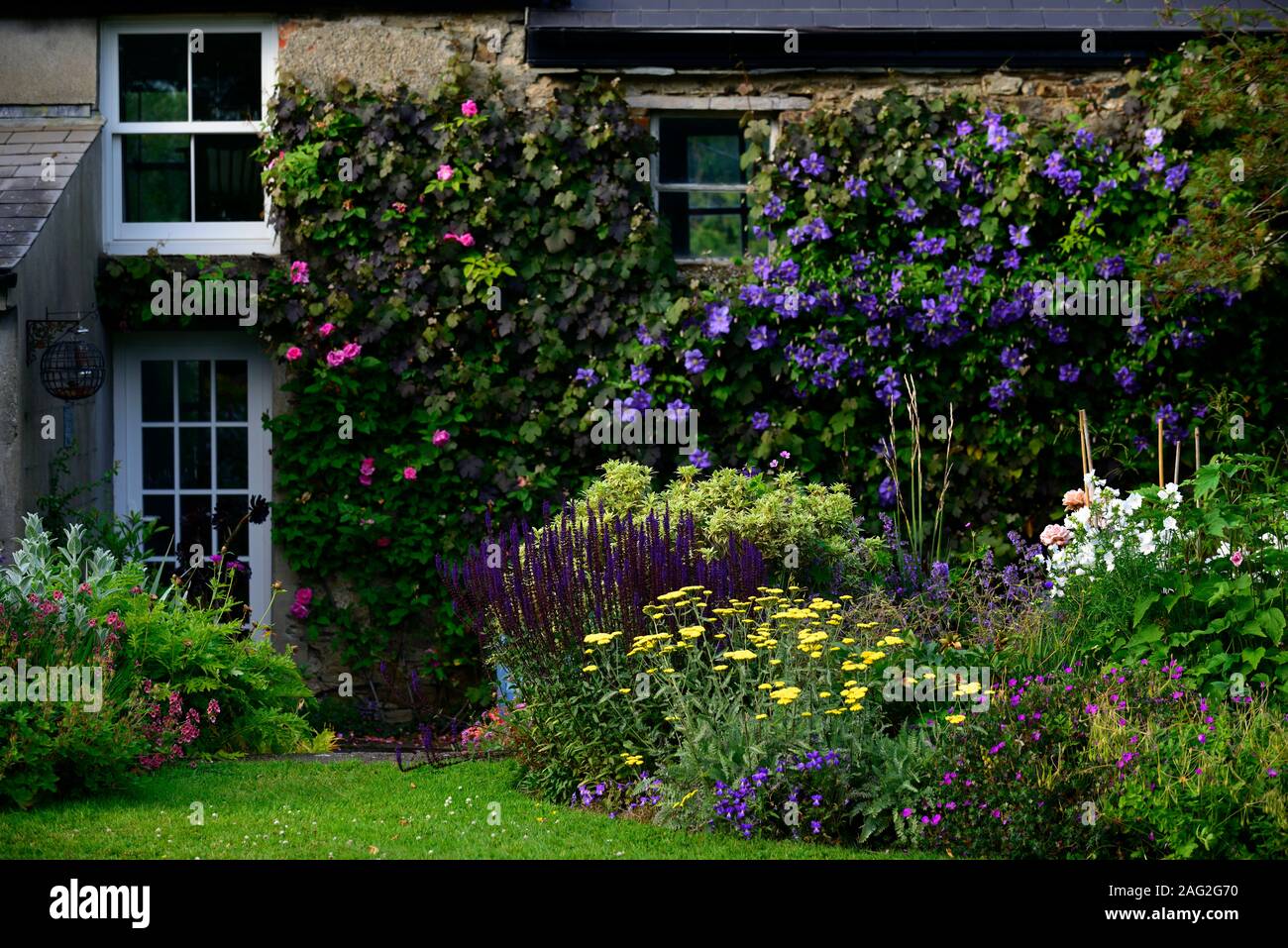 schema di piantagione mista,frontiere perenni,rose rampicanti,clematis,fiori,display,letti,display,piante,piante,giardino cottage, Foto Stock