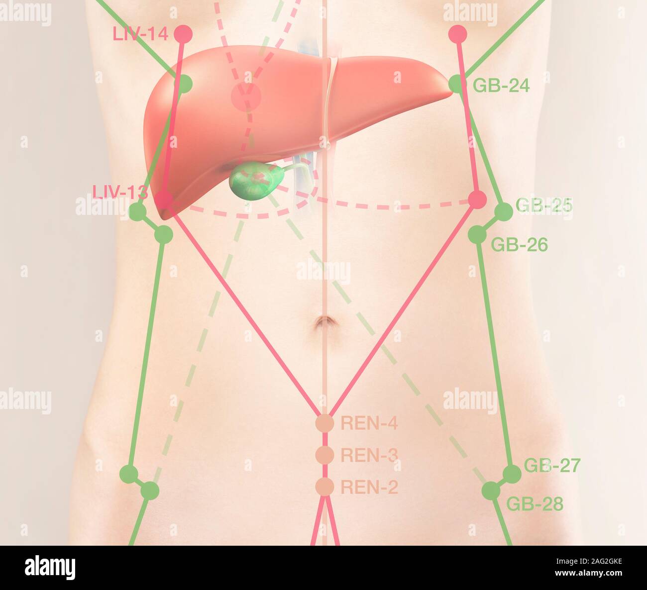 TCM del fegato e della cistifellea meridiano punti di agopuntura Foto Stock