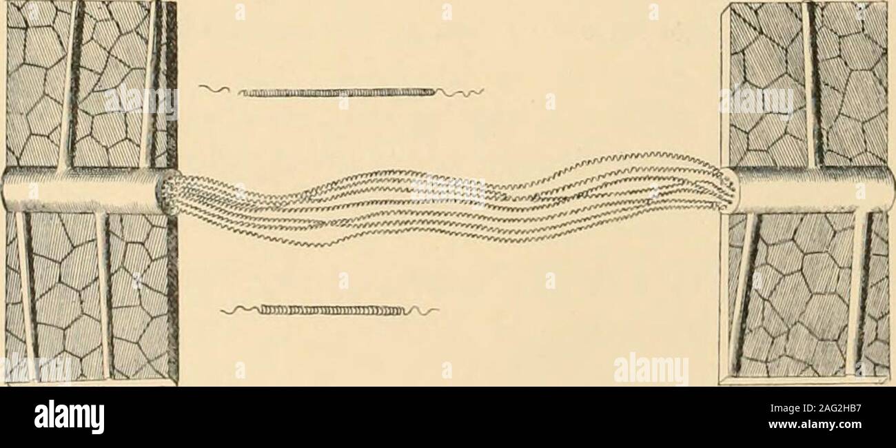 . Alcuni apostoli di fisiologia : essendo un conto della loro vita e della loro fatiche, fatiche che hanno contribuito al progresso della tecnica di guarigione come pure per la prevenzione della malattia. Ma per vedere come theseconverging tutte le linee di pensiero, di sperimentazione e whatnot, concen-quotato se stessi in un problema pratico-prima come antisettico e nowas chirurgia asettica. Non vi è più pittoresca storia in wholeannals della chirurgia. Che cosa è, o dovrebbe essere, chirurgia scientifica andmedicine ma applicata fisiologia ? Neemia crebbe. ho628(?)-i7II. L'autore-medico e botanico-dell'Anatomia delle piante. Foto Stock