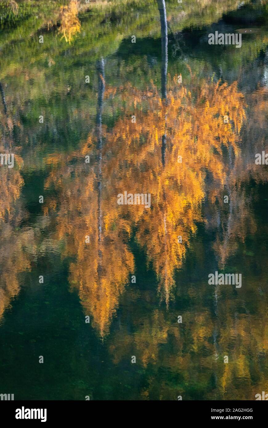 I larici in colori autunnali reflectin su uno dei laghi del sangiatto. Foto Stock