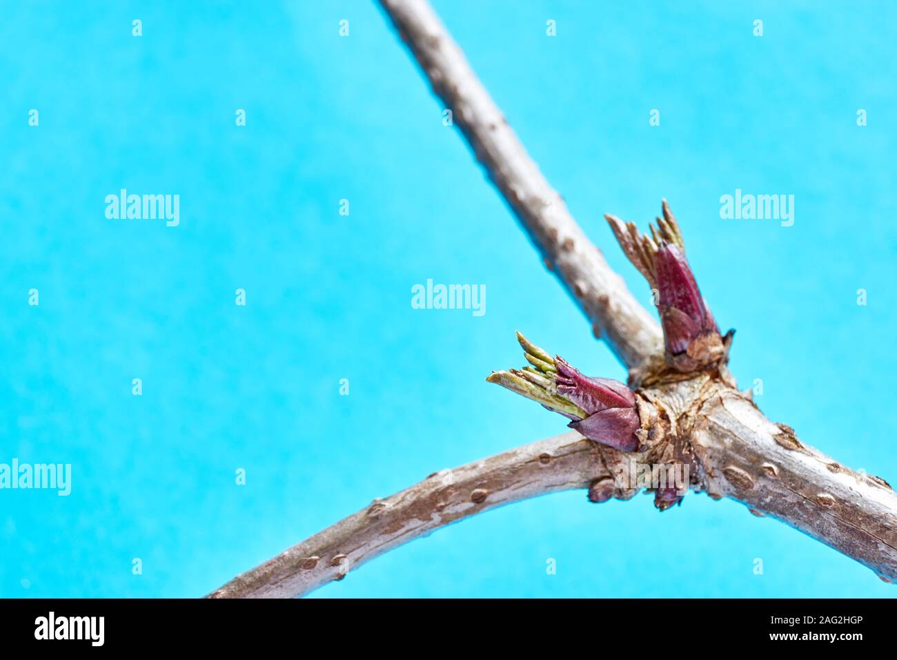 Close-up di rosso fresco verde primavera gemme sul vecchio branche contro un fondo azzurro e copia di spazio. Concetto di crescita e di vita nuova. Foto Stock