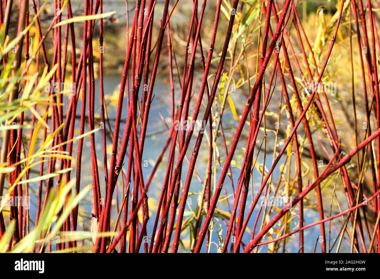 Rosso ramoscello Sanguinello arbusti crescono tra i giovani willow sul bordo di Paolo stagno in Denver Redstone del parco. Foto Stock