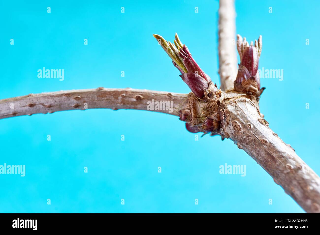 Close-up di rosso fresco verde primavera gemme sul vecchio branche contro un fondo azzurro e copia di spazio. Concetto di crescita e di vita nuova. Foto Stock