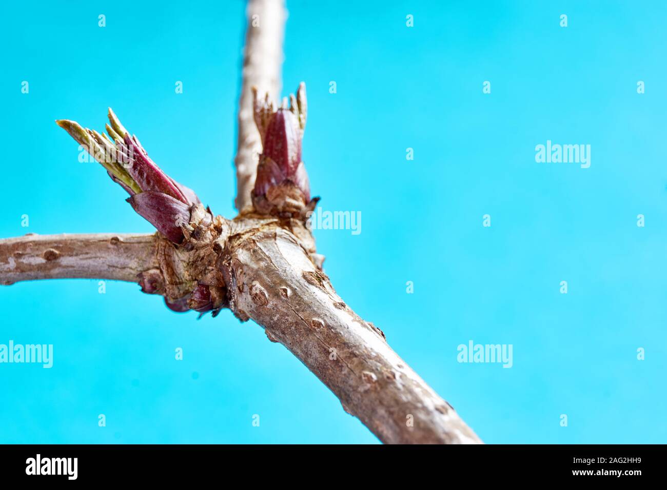Close-up di rosso fresco verde primavera gemme sul vecchio branche contro un fondo azzurro e copia di spazio. Concetto di crescita e di vita nuova. Foto Stock