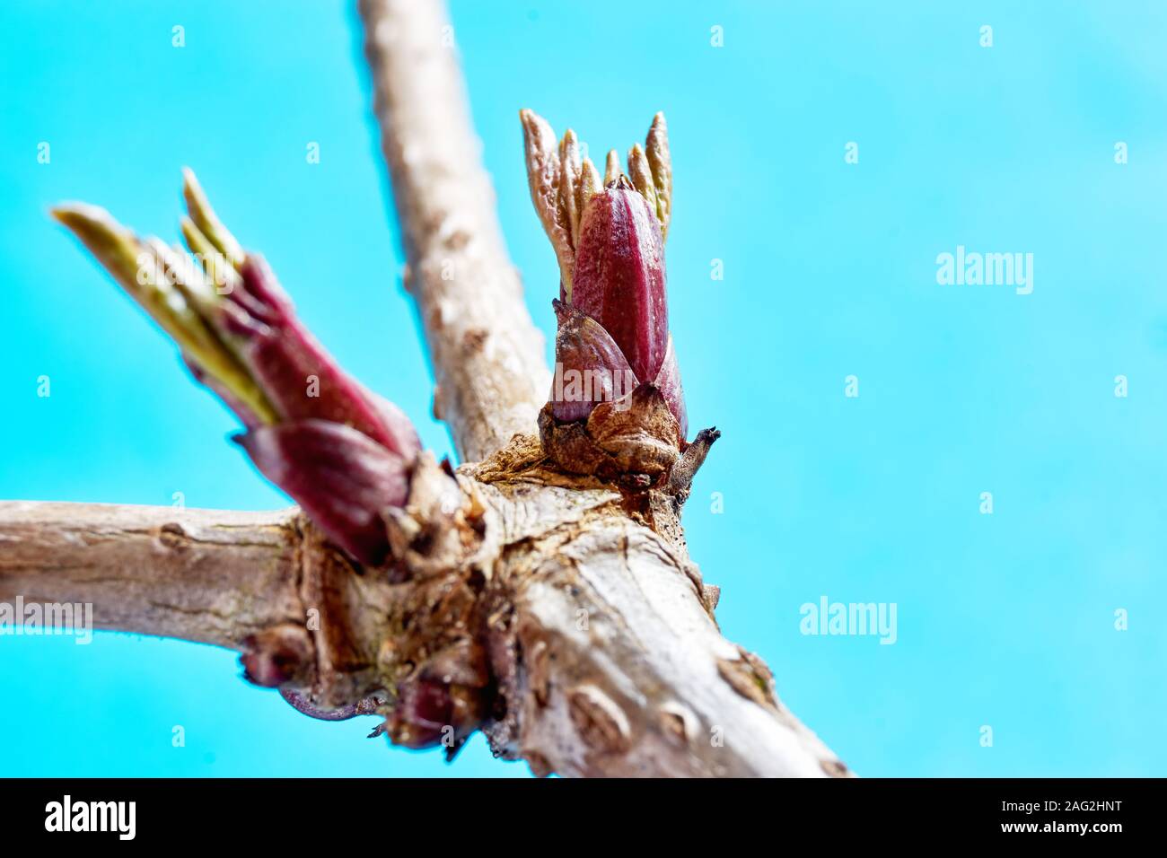Close-up di rosso fresco verde primavera gemme sul vecchio branche contro un fondo azzurro e copia di spazio. Concetto di crescita e di vita nuova. Foto Stock