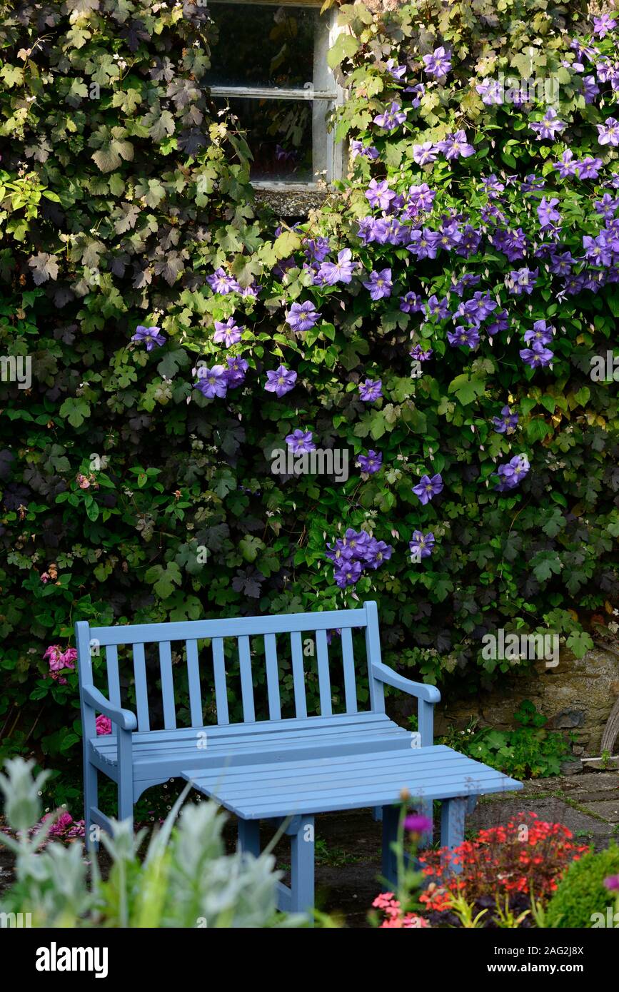 La clematide perle d'azur,azzurra,dazure,blu pallido fiori,scalatori,scalatore, scalata, piante perenni,,fiore,fioritura,posto blu,poltrone,panchina,Garden includono Foto Stock