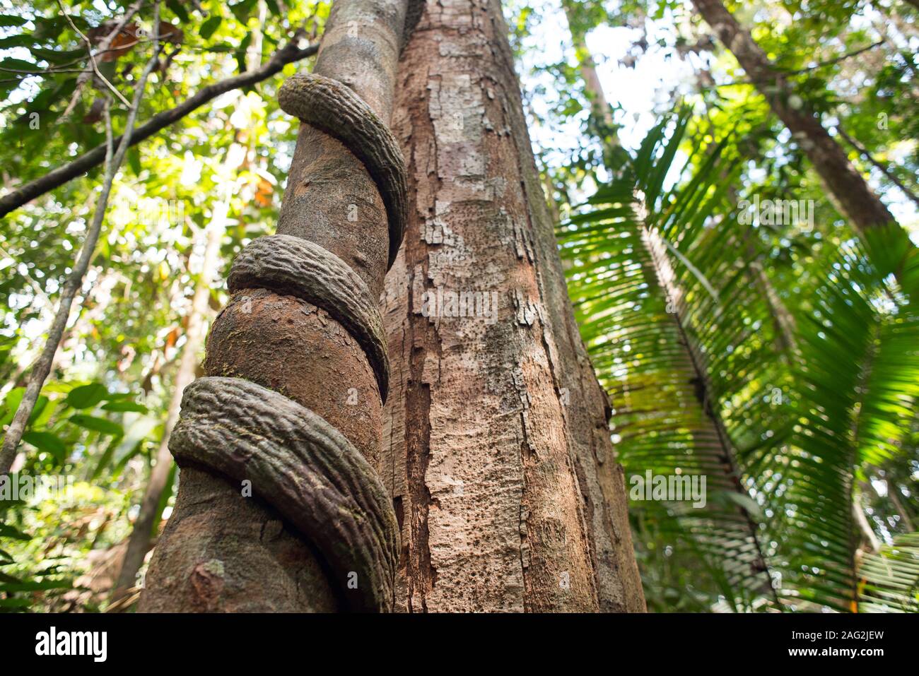 Liana levetta spaghi intorno all albero in una foresta tropicale nella provincia di Krabi, Thailandia. Khao Ngon Nak Trail - Dragon Crest Montagna. Foto Stock